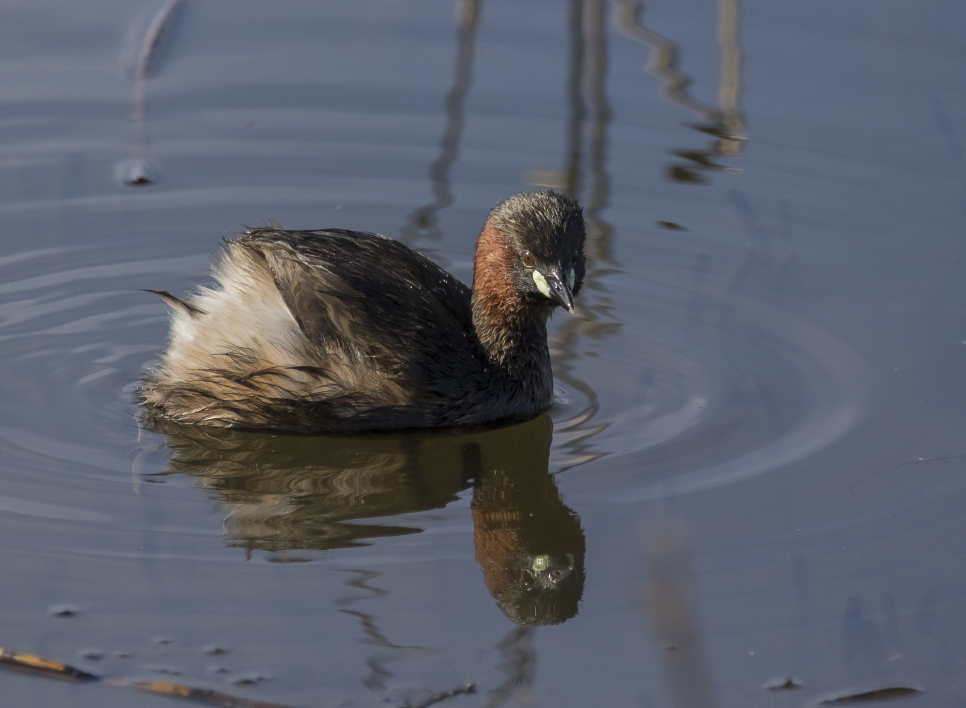 Wetland Word of the Week 3